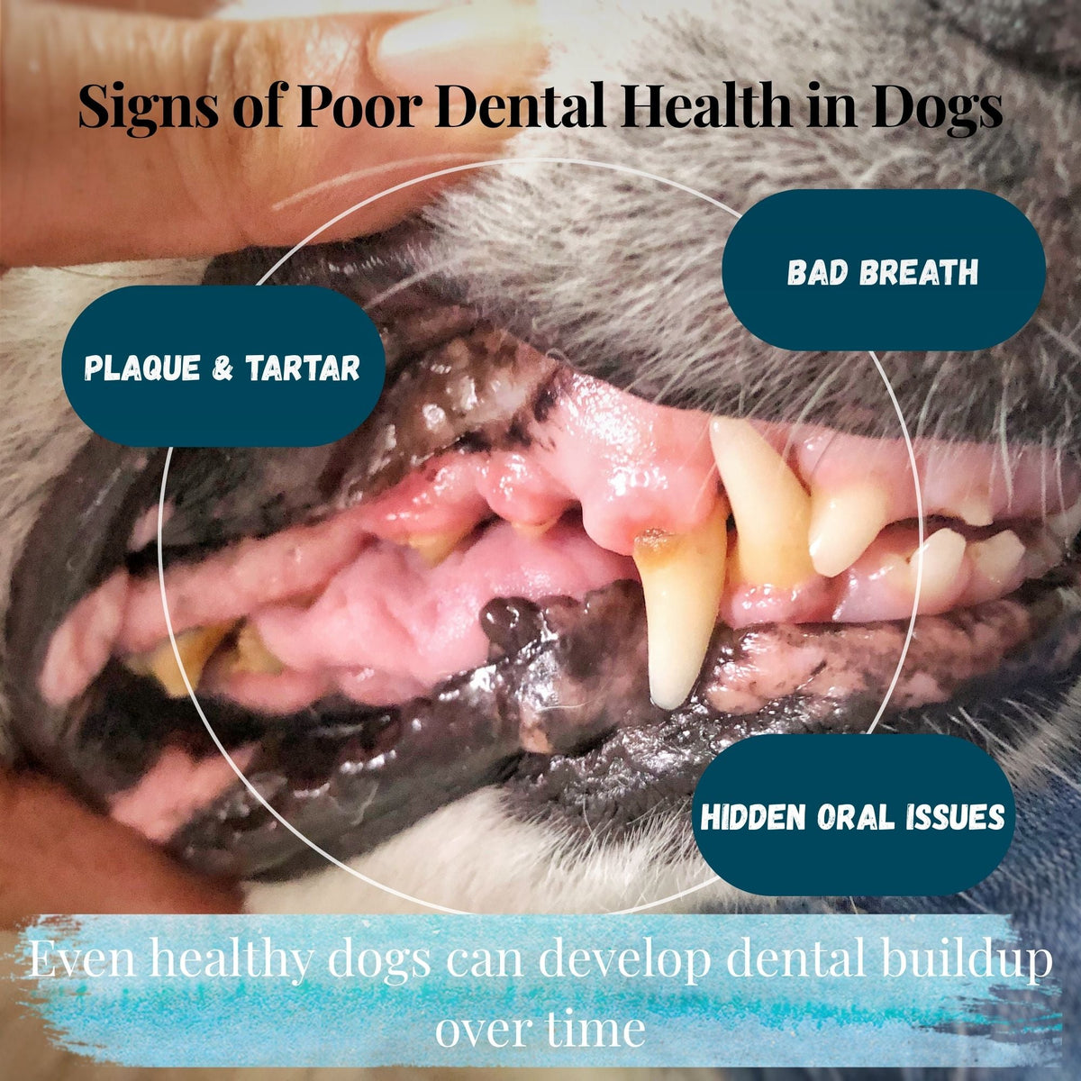 Pure Seaweed Organic Dental Health Care for Dog and Cat