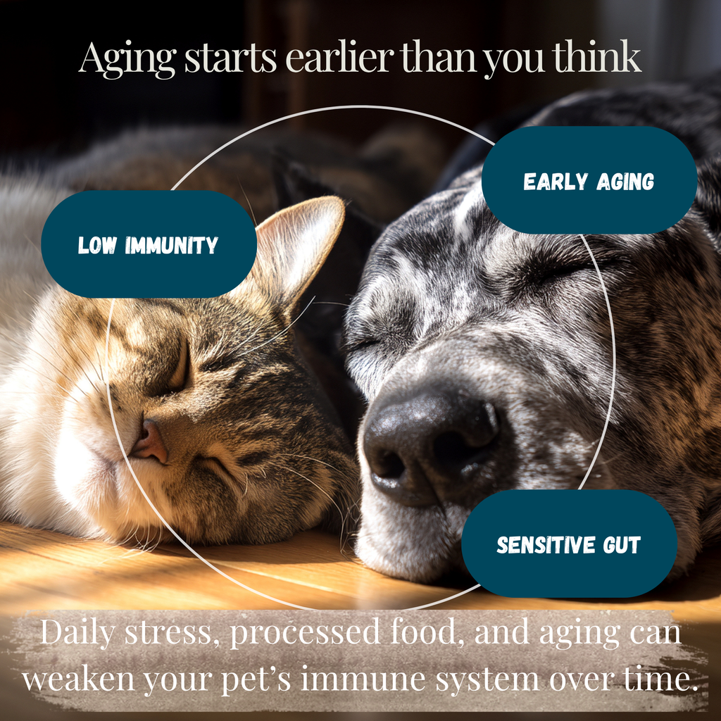 Vital 7 Organic Mushrooms Blend+ Ergothioneine For Dog and Cat